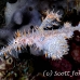pipefish_ghost_ornate_tr_si_h_0132_kom0493.jpg